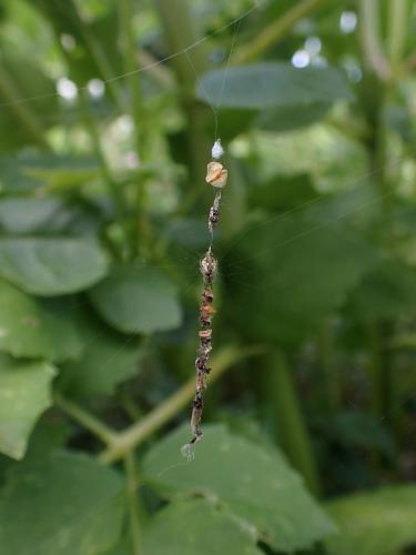 Réf. 321 579 : Cyclosa conica